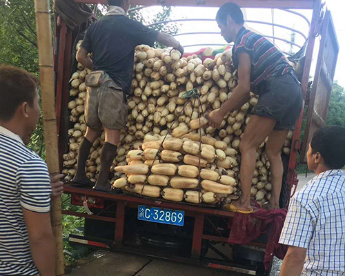 鱼池“十里荷塘”藕种种植