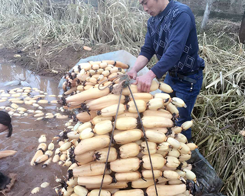 重庆莲藕采摘