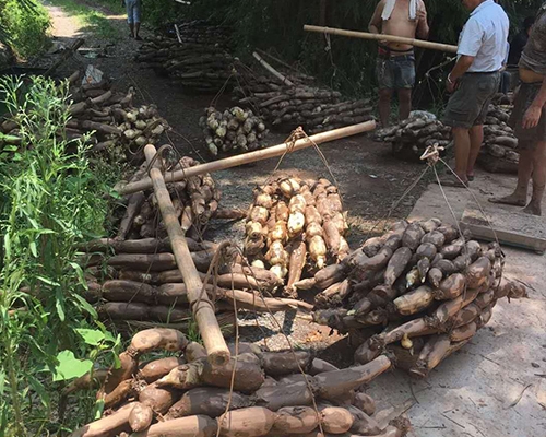 种植基地大量采摘莲藕