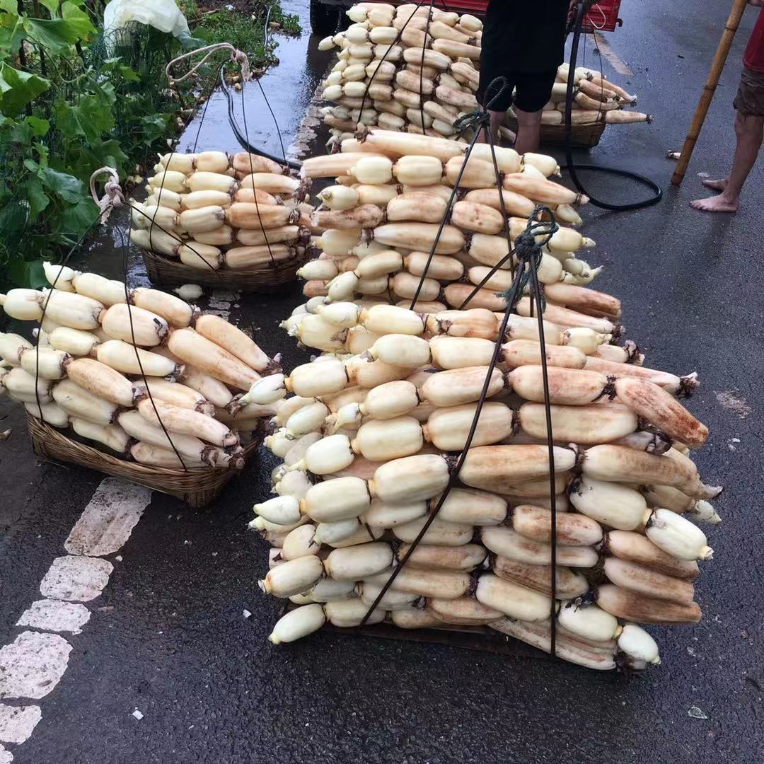 重庆莲藕种植基地