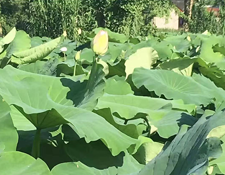 莲藕种植基地.jpg