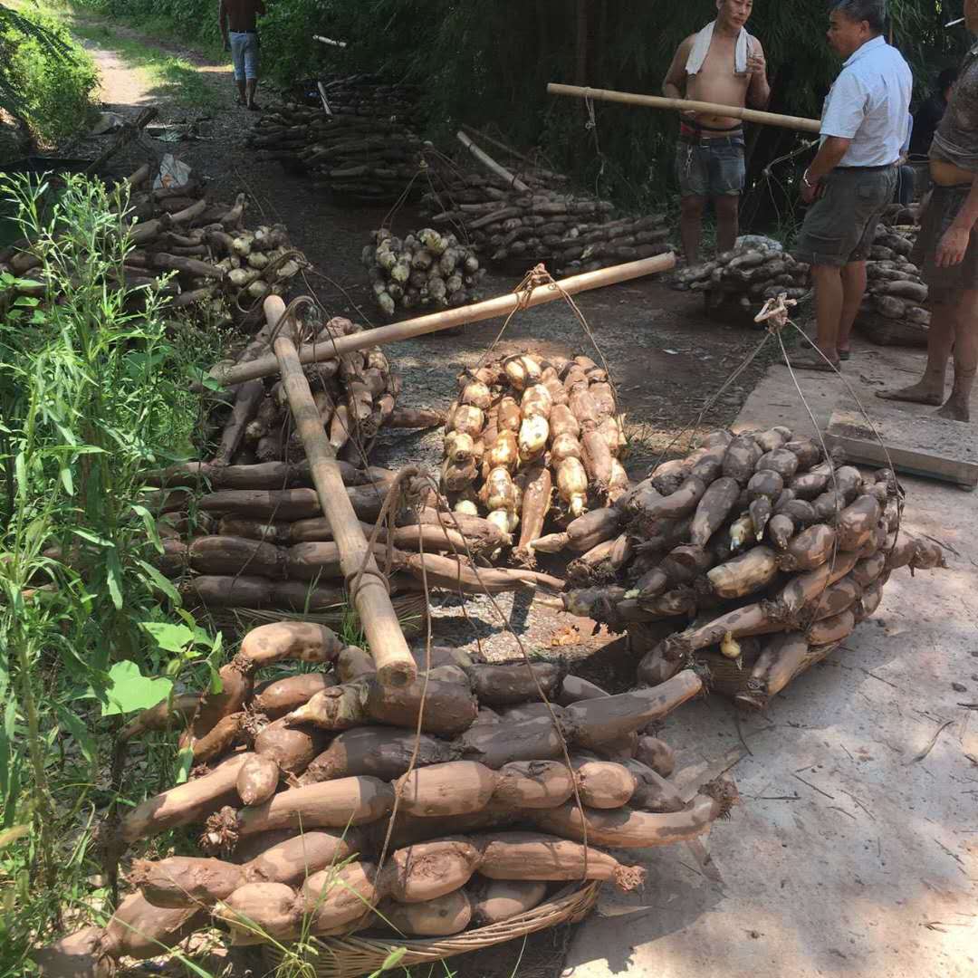 莲藕种植基地